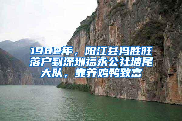 1982年，阳江县冯胜旺落户到深圳福永公社塘尾大队，靠养鸡鸭致富