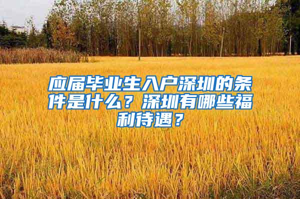 应届毕业生入户深圳的条件是什么？深圳有哪些福利待遇？